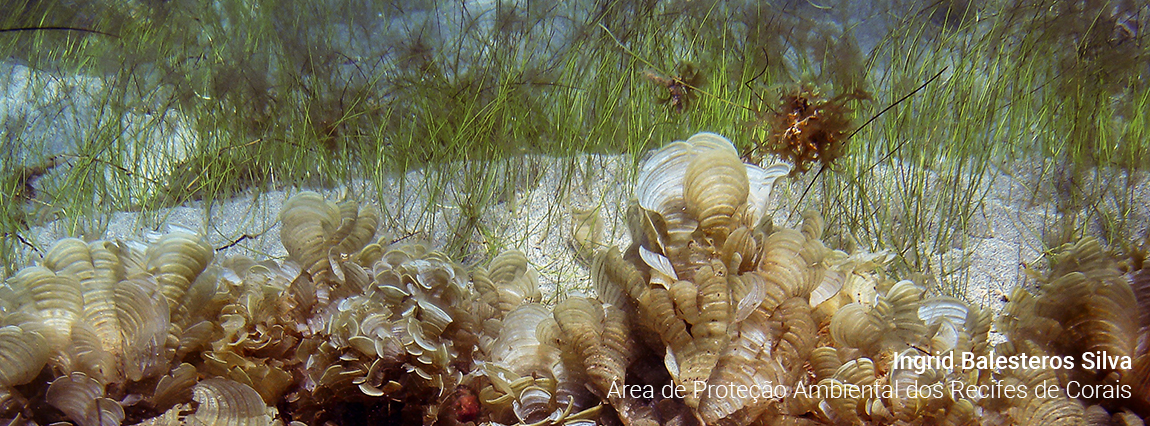 Área de Proteção Ambiental dos Recifes de Corais